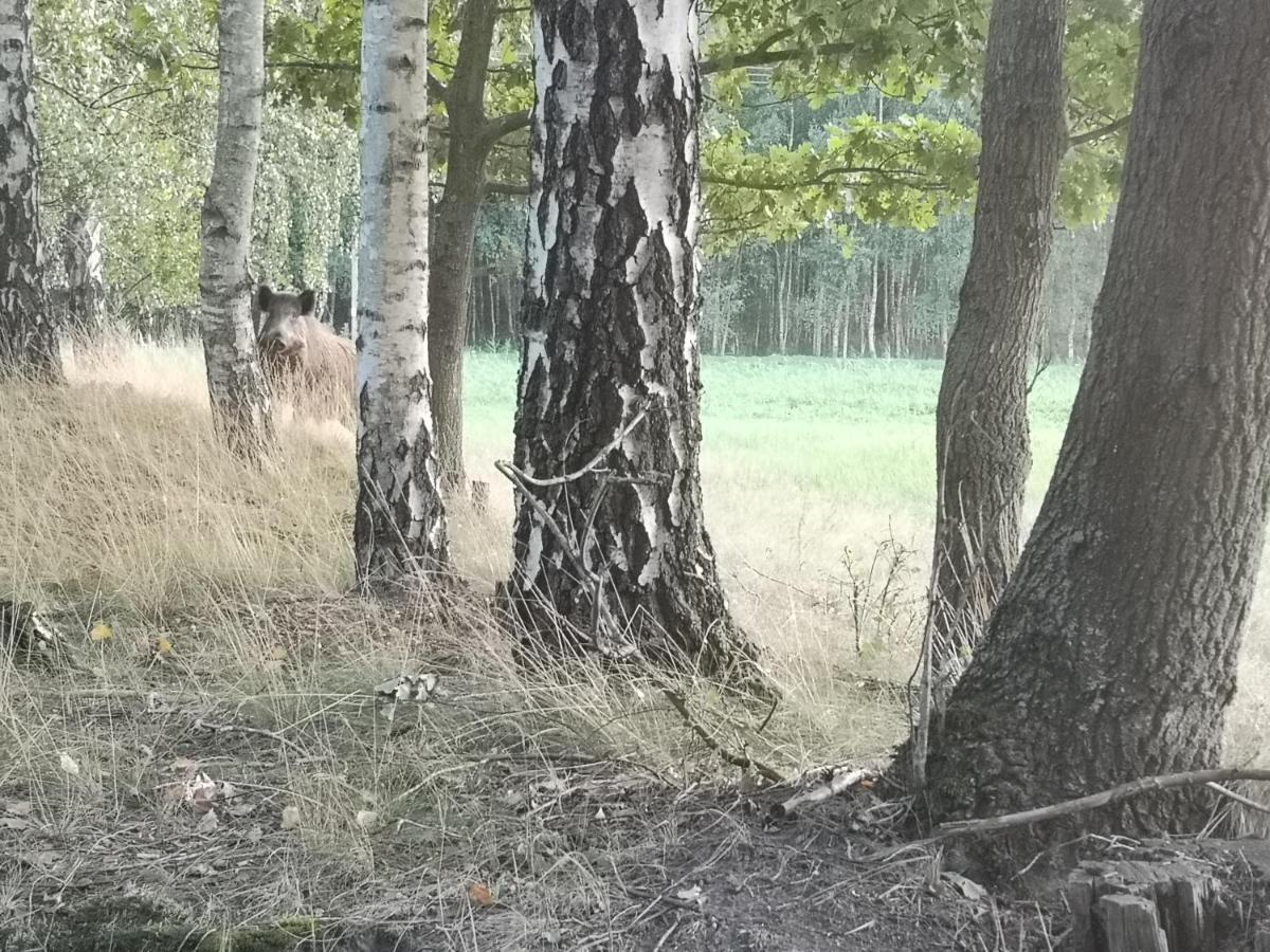 Agroturystyka Plener Miedzichowo Экстерьер фото