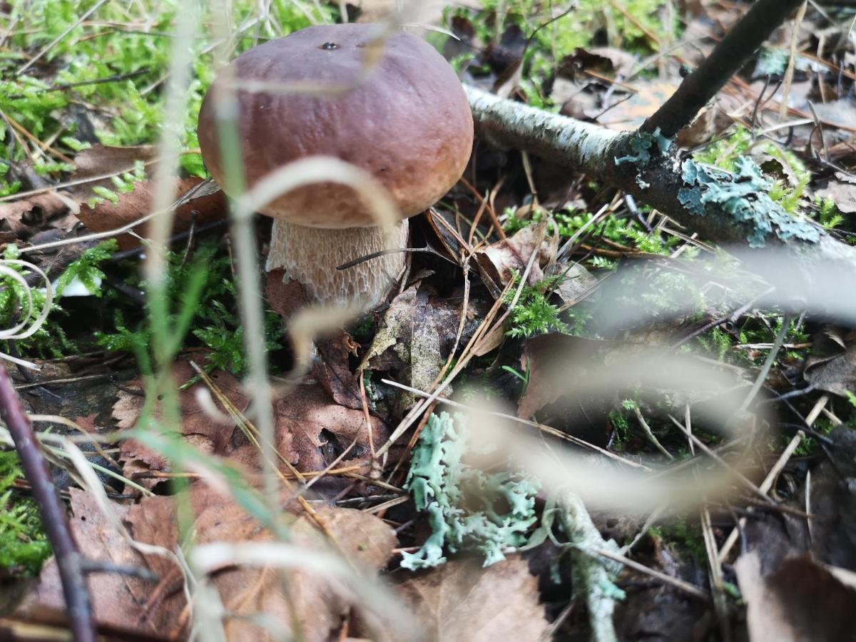 Agroturystyka Plener Miedzichowo Экстерьер фото